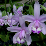 Cattleya intermedia